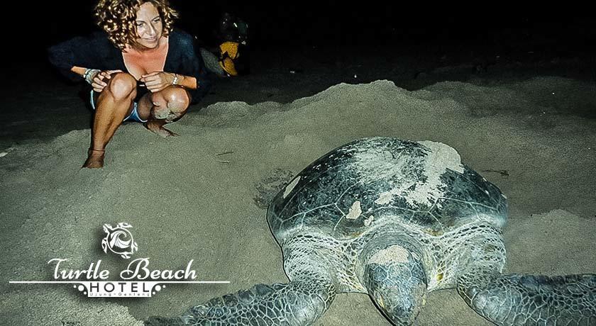 Turtle Beach Hotel Ujunggenteng Rum bild